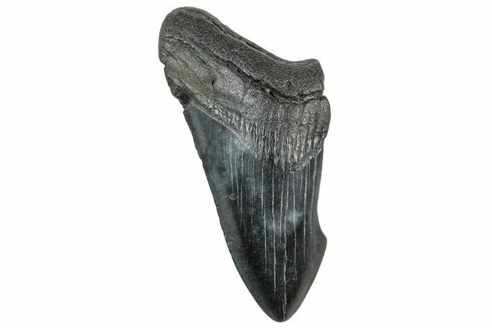 Partial, Fossil Megalodon Tooth - Serrated Blade #320675